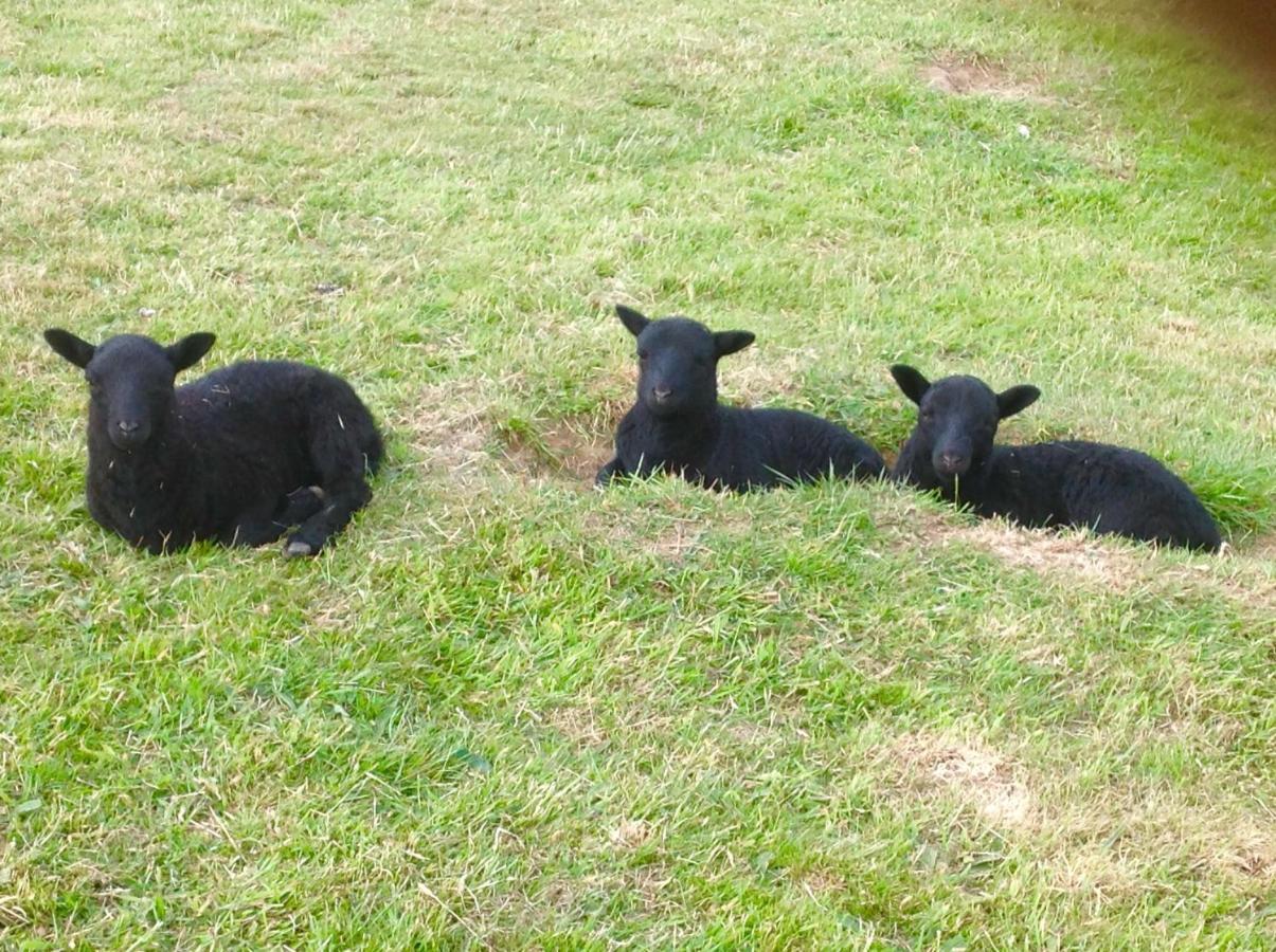 Molehill Lodge Swansea Esterno foto